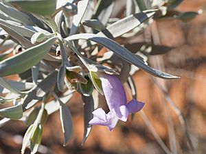 Eremophila recurva (leaves and flowers).jpg