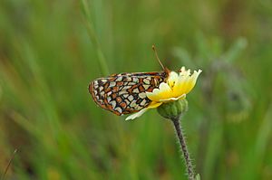 Euphydryas editha bayensis.jpg