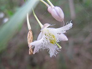 Eustrephus latifolius 7.jpg