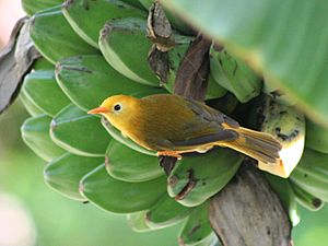 Golden white-eye