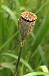 Grote klaproos vrucht Papaver rhoeas.jpg