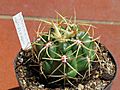 Gymnocalycium multiflorum