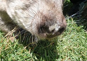 Hairy-nosed wombat snout