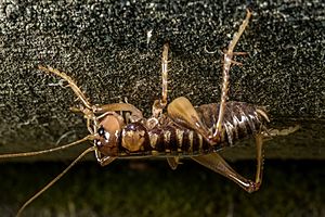 Hemiandrus maia