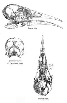 Heteralochaskull