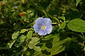 Ipomoea hederacea 001