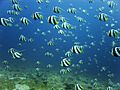 Jon hanson - schooling bannerfish school (by-sa)