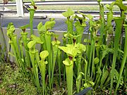 Kew.gardens.pitcher.plant.sarracenia.arp