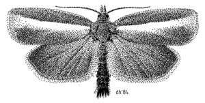 LEPI Tortricidae Gelophaula trisulca.png