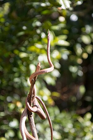 Langaha madagascariensis 001