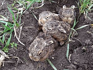 Lepus europaeus new born