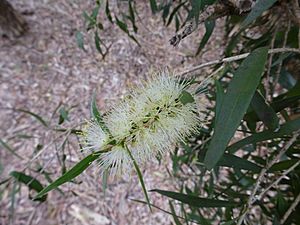 Melaleuca shiressii.JPG