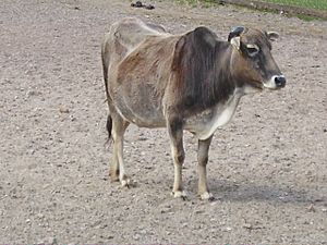 Miniature Zebu.jpg