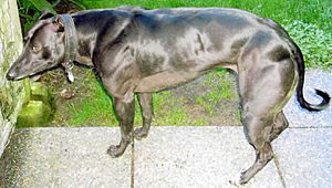 MyostatinMutantWhippet