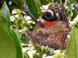 NZ Red Admiral 09