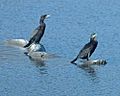 Neotropic Cormorants1