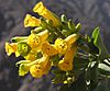 Nicotiana glauca (8694803666).jpg