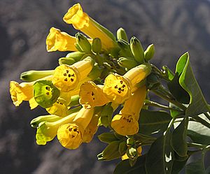 Nicotiana glauca (8694803666)