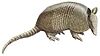 Nine-banded-Armadillo white background.jpg