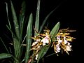 Odontoglossum tenue Orchi 01