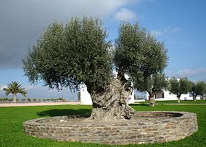 Olive tree