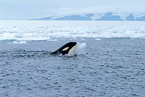 Orca with iceball cropped