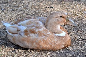 Orpington Duck 2014-10-20 001.jpg