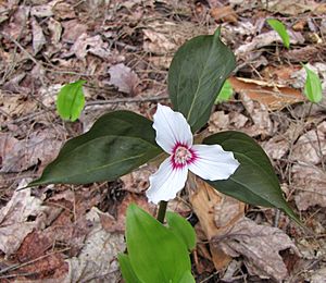 Painted Trillium.jpg