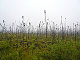 Permafrost bush very green