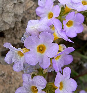 Phacelia fremontii 3.jpg