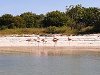 Phoenicopteriformes - Phoenicopterus ruber - 1.jpg