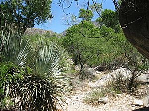 Pima Canyon Trail 4th Crossing