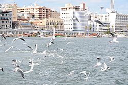 Port said egypt (6)