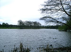 Poynton Lake - geograph.org.uk - 4267