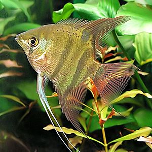 Pterophyllum leopoldi.jpg