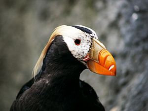 Puffin Mrkoww