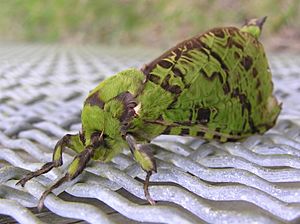 Puriri moth-05.jpg