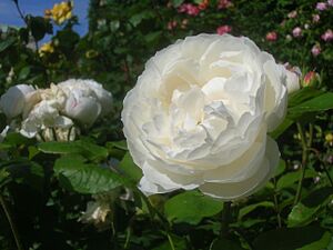 Rosa 'Winchester Cathedral'