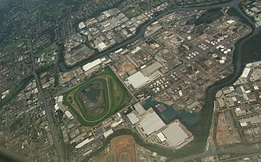 Rosehill Camellia, w silverwater.jpg