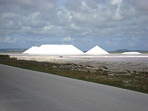 Salt City Bonaire (339352494)