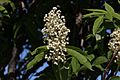 Sambucus racemosa 6269