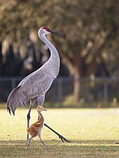 Sandhill Crane with baby