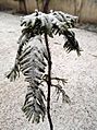 Snow on Araucaria