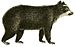 Spectacled bear (1829).jpg