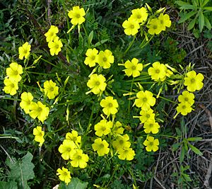 TAU-2013-Oxalis 0039a-ZachiEvenor.jpg