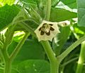 Tomatillo flower white and purple