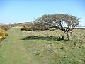 Trees Windswept