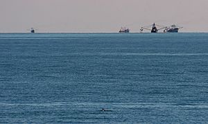 Vaquita3 Olson NOAA