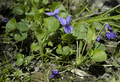 Viola odorata whole