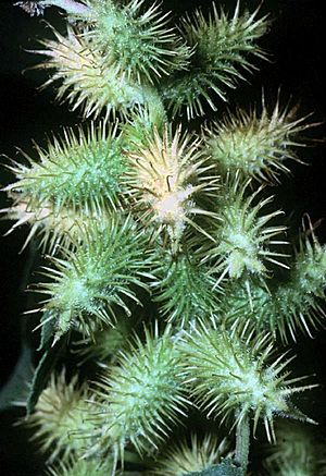 Xanthium strumarium L..jpg